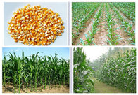 2016 new hand push manual corn seeder/planter for corn/vegetable/peanut/beans