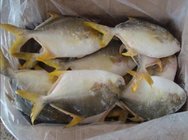 Good quality frozen seafood golden pomfret whole round frozen golden pompano fish