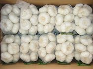 2017 china food garlic new crop hot sales fresh garlic normal white garlic