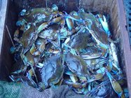 IQF wholesale seafood frozen crab blue crab from China