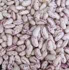 Wholesale Chinese light speckled kidney beans for good quality .LSKB /Light Speckled Kidney Beans /Pinto Beans/Sugar Bea