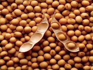 Non-GMO Soya Beans /Soybean Kernel / Soybean Meal Caken from china