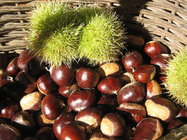 High Quality of Chinese food Fresh and Sweet Chestnut