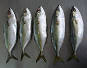 wholesale frozen seafood light catching indian mackerel fish