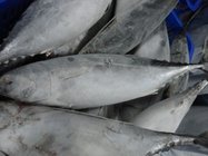 Frozen seafood of skipjack fish from china