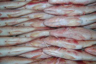 Frozen red snapper fish seafoods and frozen food for good quality