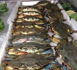Seafood fresh frozen mud crab price for sale with superior service