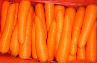 Food Fresh Carrot(Chinese Fresh Carrot)