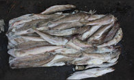 Wholesale Whole Round Frozen Lizard Fish With Cheap Price