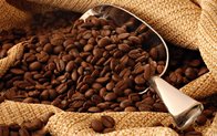 Dried Coffee Bean/ Cafe Bean/ Robusta & Arabica for sale