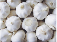 Natural Fresh White Garlic Wholesales