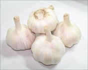 Pure White Garlic