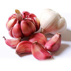 Large Quantity Fresh Organic Garlic Red Garlic With Cheap Price