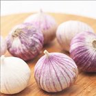 2019 Crop Purple Garlic (6.0cm&up)