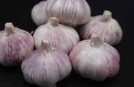 2019 normal white purple fresh garlic