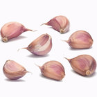 Normal Fresh Garlic Purple Garlic in 1kg x 10bags/carton