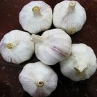 Wholesale market price for chinese normal white fresh garlic