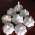 Cheap chinese normal white garlic for wholesales
