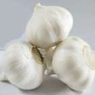 Fresh natural pure white garlic