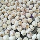 Chinese Normal White Garlic Supplier