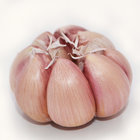 Clean Normal White Garlic in Mesh Bag