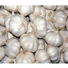 Wholesale Importer Chinese Garlic Fresh