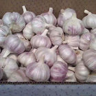 Quick Freezing Fresh Garlic