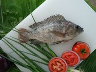 Export Tilapia Whole Round, Tilapia Gutted & Scaled