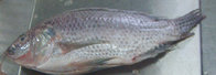 FROZEN TILAPIA FISH WHOLE GUTTED AND SCALED WGS