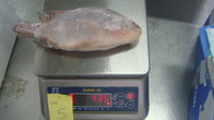 Frozen Tilapia Gutted& Scaled Size after glaze 300-500g