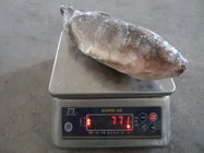 Frozen Tilapia Gutted& Scaled Size before glaze 750g up