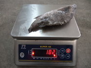 hot sell tilapia fish