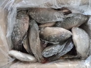 Frozen tilapia wholesale price ( Oreochromis Niloticus )