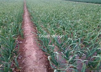 Shandong Province China Pure and Normal White Organic Garlic with New Crop