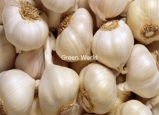 2016 New Common and Pure White Garlic Products with 4.5cm up  Size
