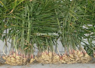 2016 China Quality High Fresh Organic Ginger with Yellow Color