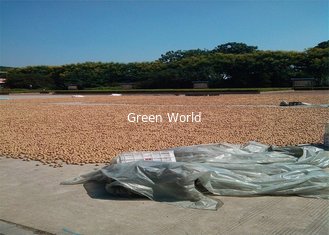 New Organic Thin China Fresh Dry Raw Walnut with Shell For Export