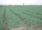 2016 Shandong Province China Pure and Normal White Organic Garlic with New Crop