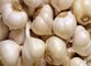 2016 Chine new crop agricultural garlic organic fresh white garlic