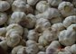 2016 New crop fresh natural pure white garlic; common garlic;