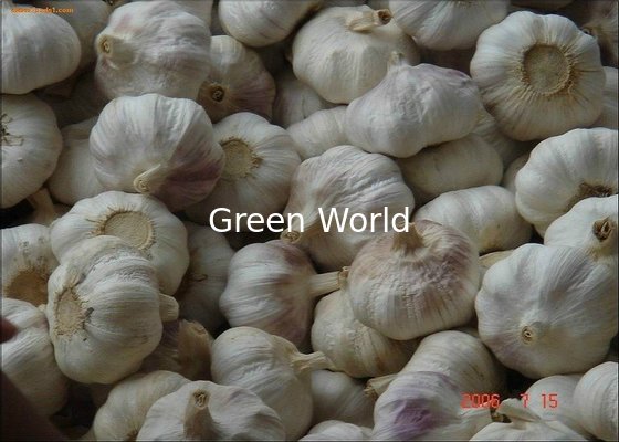 China Pure, Purple and Normal White Garlic