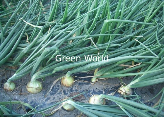 China Fresh Red Onion Organic Products 2016