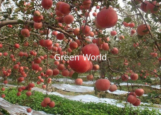 New Crop China Fresh Natural Red and Green Color Apple Fuji Variety