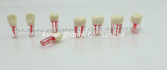 China Cheap Endodontic  Teeth  Root Canal Treatment S12 supplier