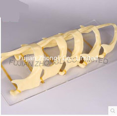 China dental edentulous mandible series 5 parts supplier