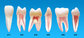 Cheap Endodontic  Teeth  Root Canal Treatment S12 supplier