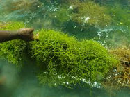 100% Seaweed Extract With Potassium Organic Fertilizer, high potassium seaweed extract(black fine powder)