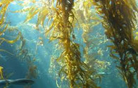 Huminrich Seaweed Organic Fertilizer with High NPK/Solubility≥99%,