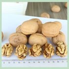 New Crop Dry Walnut Walnuss Nuts Nuss/China Xinjiang/ Walnut Food/ Food Wholesale