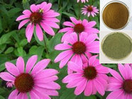 Echinacea Polyphenol 4% HPLC USP, Cichoric Acid, Echinacosides, for influenza, Echinacea Purpurea P.E.,